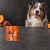 Puszka karmy mokrej John Dog Dzik z dynią Pumpkin Line 800 g obok psa