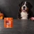 Puszka karmy mokrej John Dog Indyk z dynią Pumpkin Line 800 g obok psa