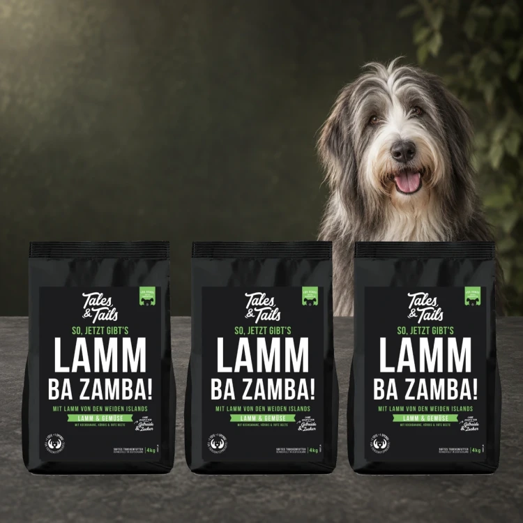 Zestaw Tales & Tails 3 × 4 kg z jagnięciną dla dorosłych psów obok psa.