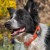 BullyBillows — pomarańczowa obroża na psie