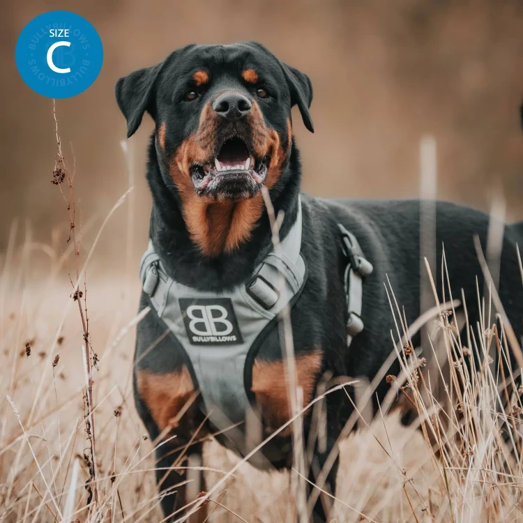 BullyBillows Premium Comfort — szare szelki na rottweilerze