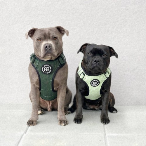 BullyBillows Premium Comfort — dwa psy w szelkach Premium Comfort