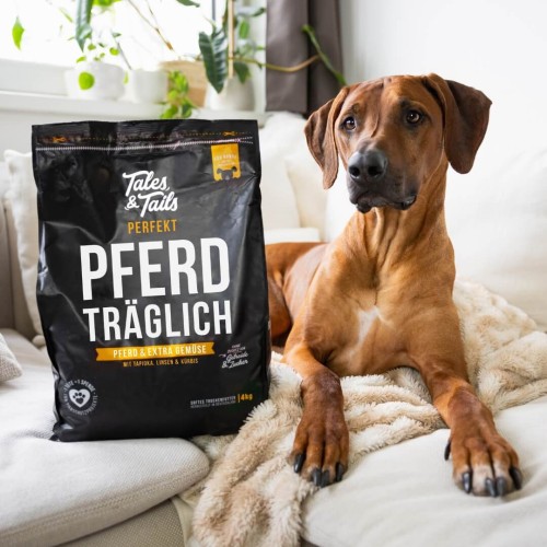 Brązowy pies leży na kanapie obok czarnego worka Tales & Tails Pferd Träglich