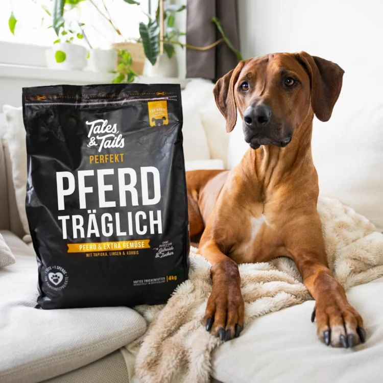 Brązowy pies leży na kanapie obok czarnego worka Tales & Tails Pferd Träglich