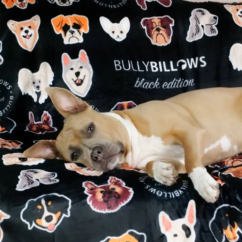 BullyBillows — pies na czarnym kocu z nadrukiem