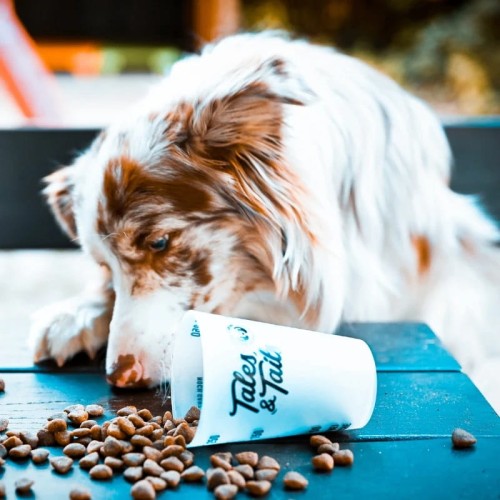 Pies wącha niebieską miarkę Tales & Tails leżącą na boku, obok rozsypanych chrupków