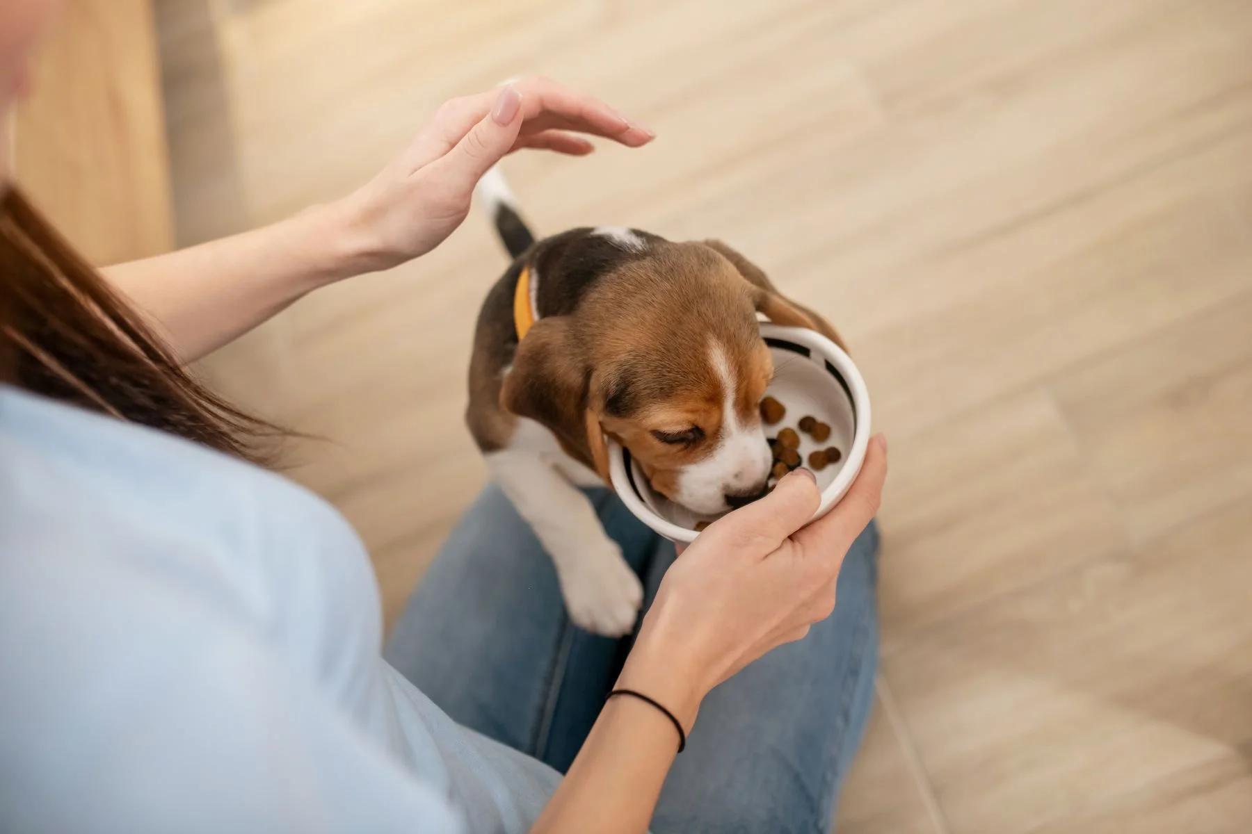 Mały szczeniak Beagle jedzący suchą karmę z miski którą podaje mu właściciel