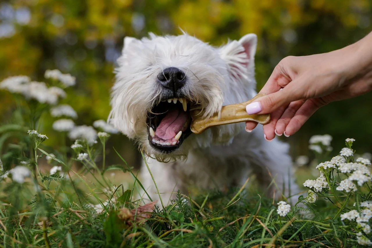 Pies małej rasy jedzący kość