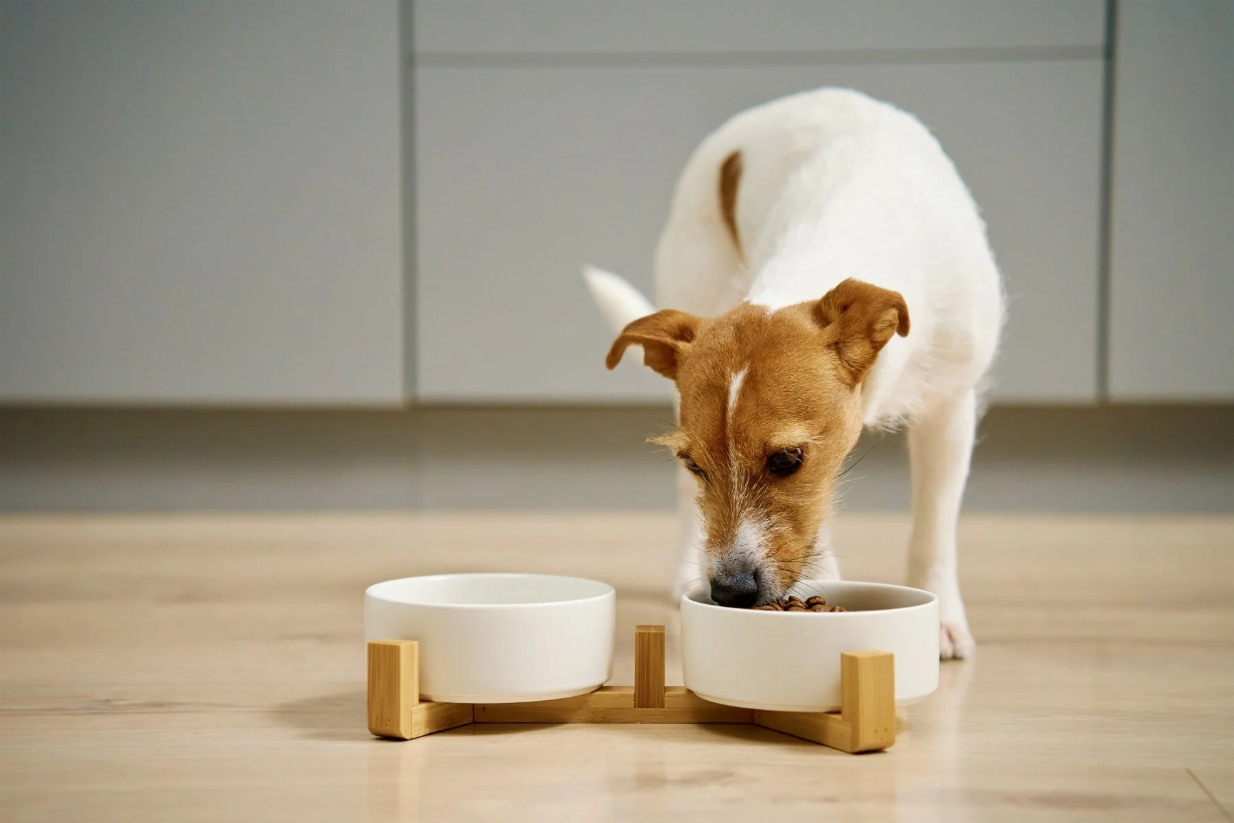 Pies rasy Jack Russell terier jedzący najlepsza karmę suchą