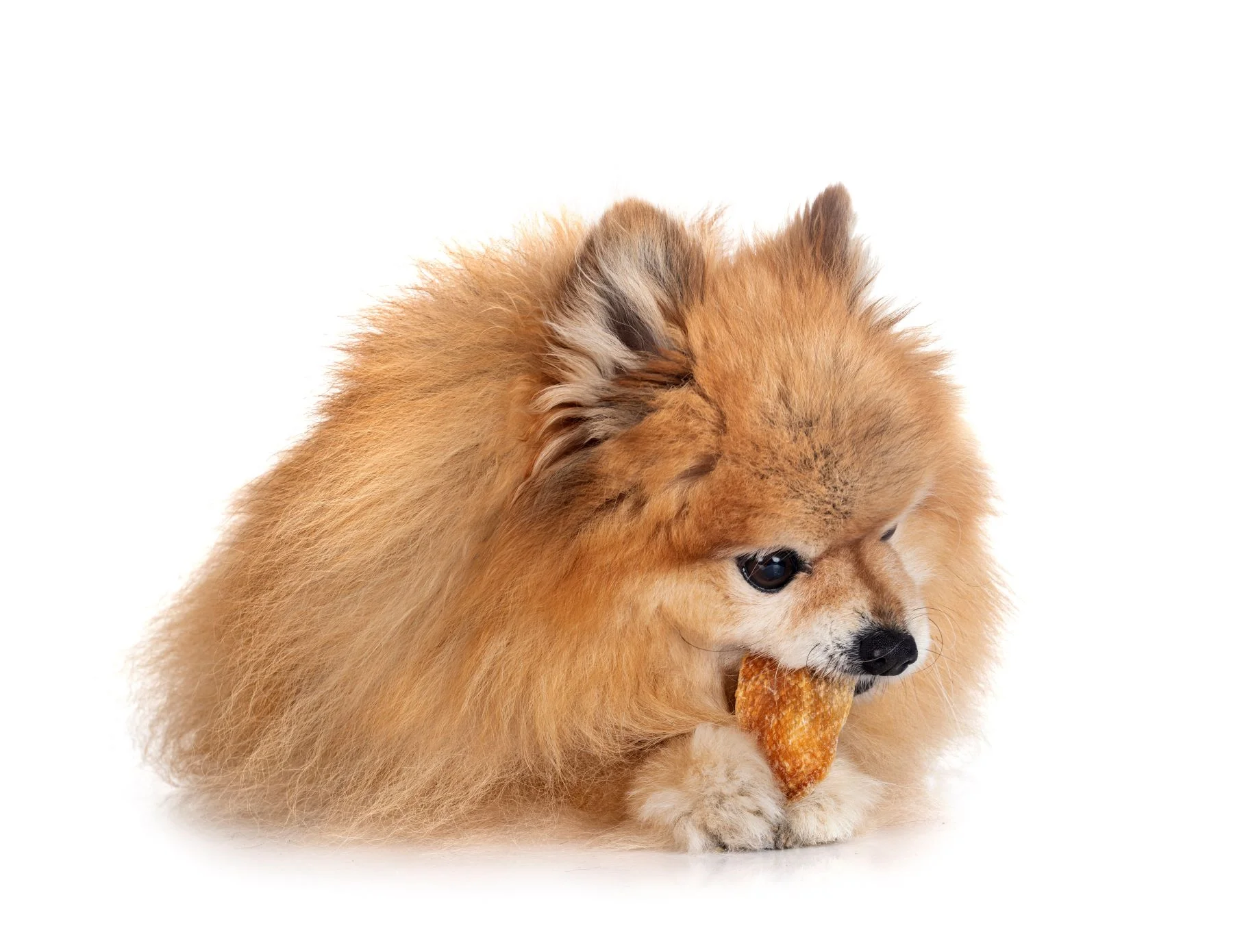 Pies jedzący gryzak naturalny dla psa