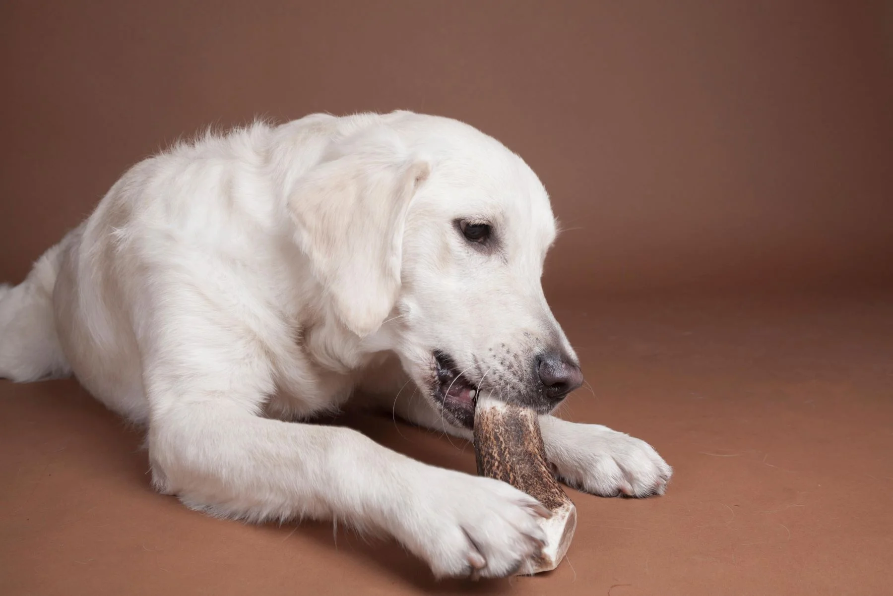 Pies jedzący poroże jelenia naturalny gryzak dla psa