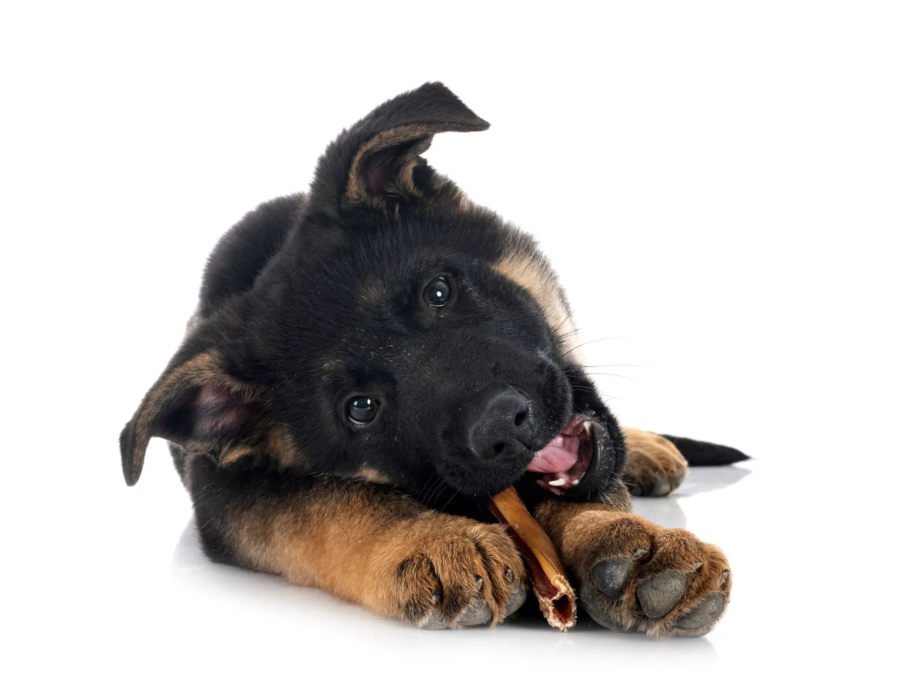 Pies dużej rasy jedzący gryzak naturalny dla psa