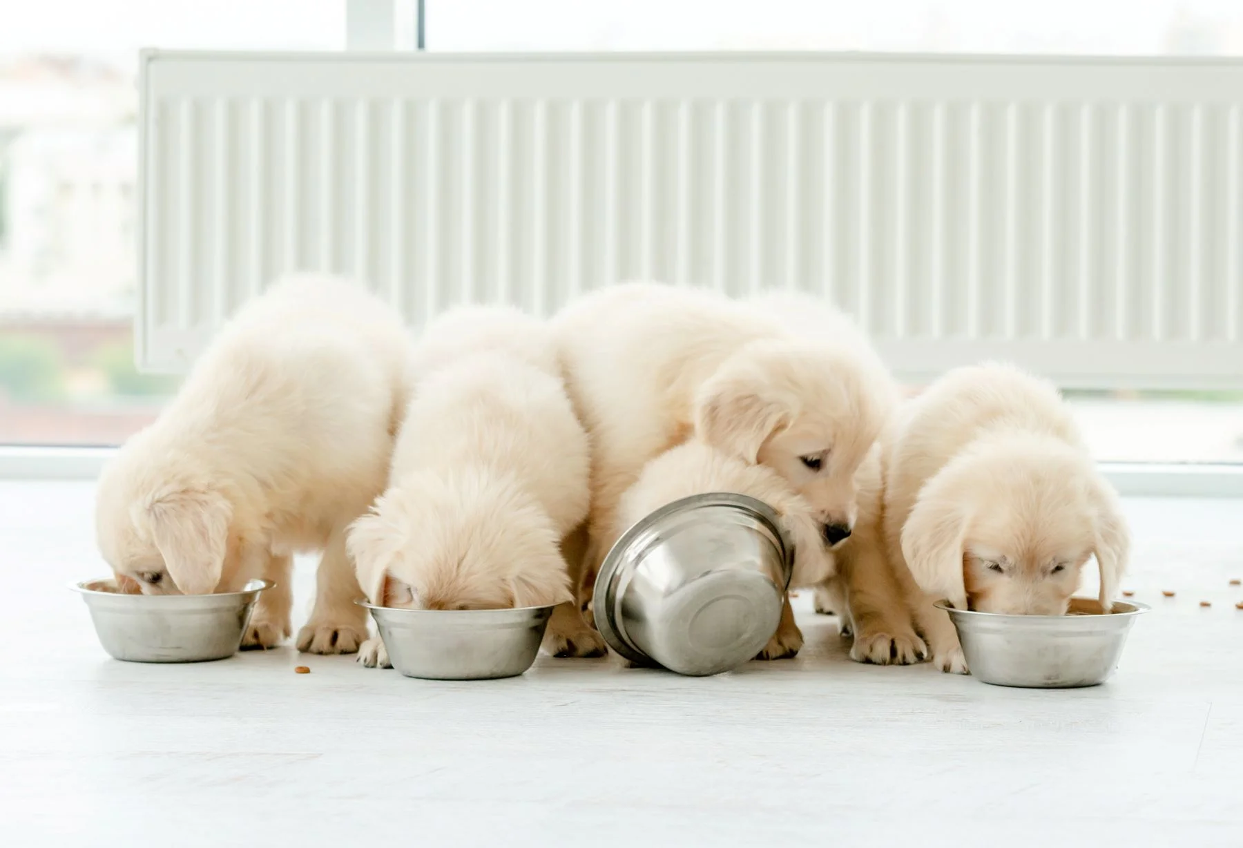 Gromadka szczeniąt rasy Labrador jedząca suchą karmę z misek