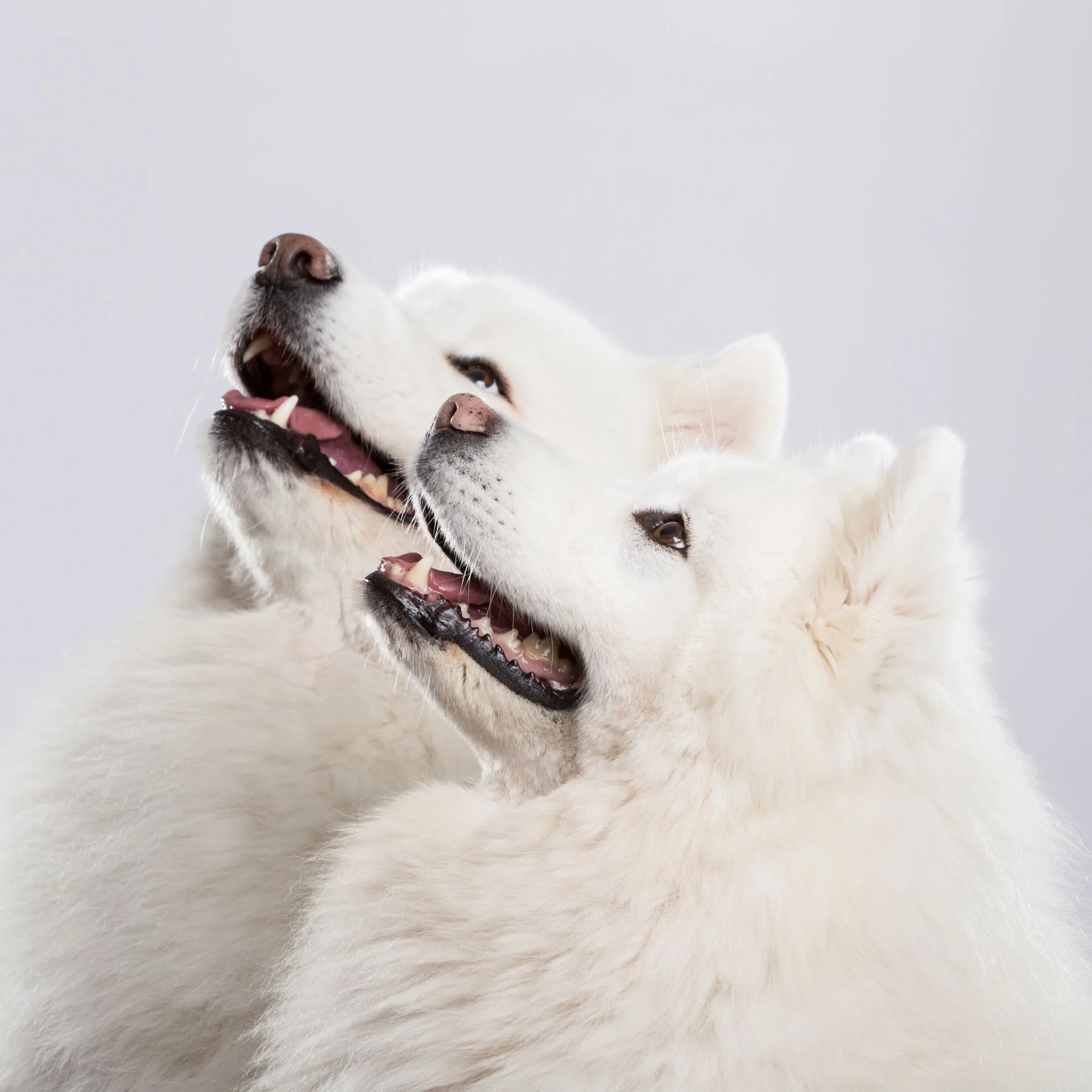 Dwa psy czekające na przysmak w postaci gryzaka naturalnego