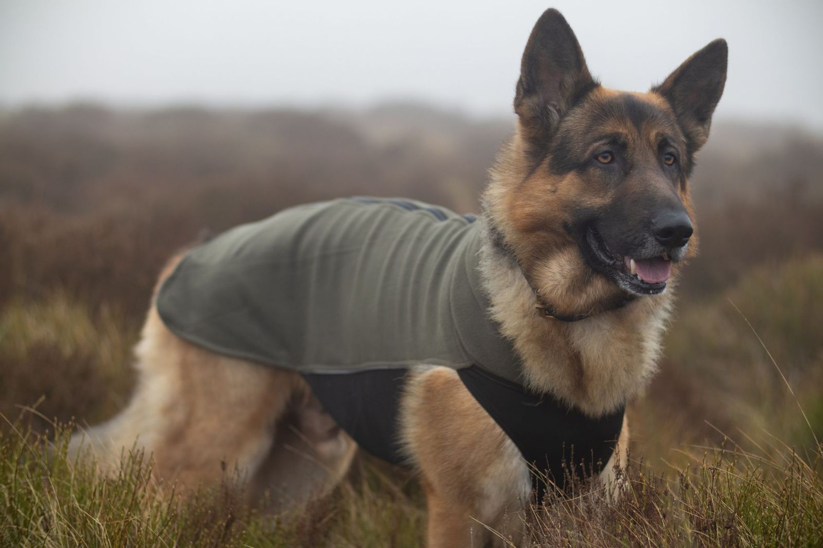 Jak czytać skład przysmaków dla psa? Mięso, dodatki, kalorie i alergeny pod lupą